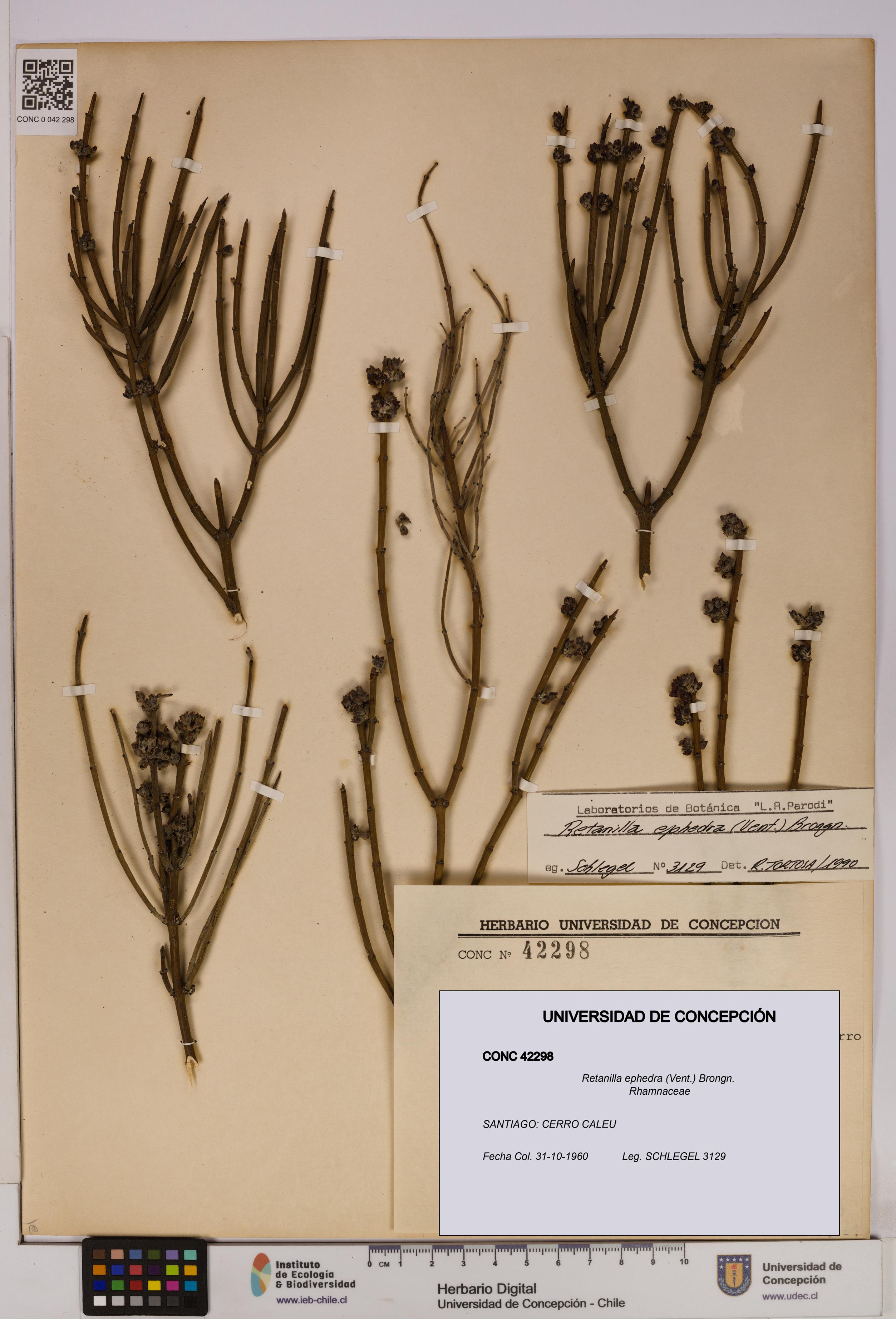 Retanilla ephedra [Espécimen: UDEC:CONC:0042298]