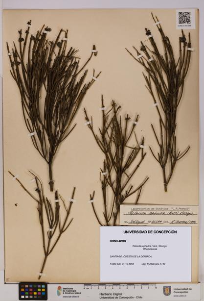 Retanilla ephedra [Espécimen: UDEC:CONC:0042299]
