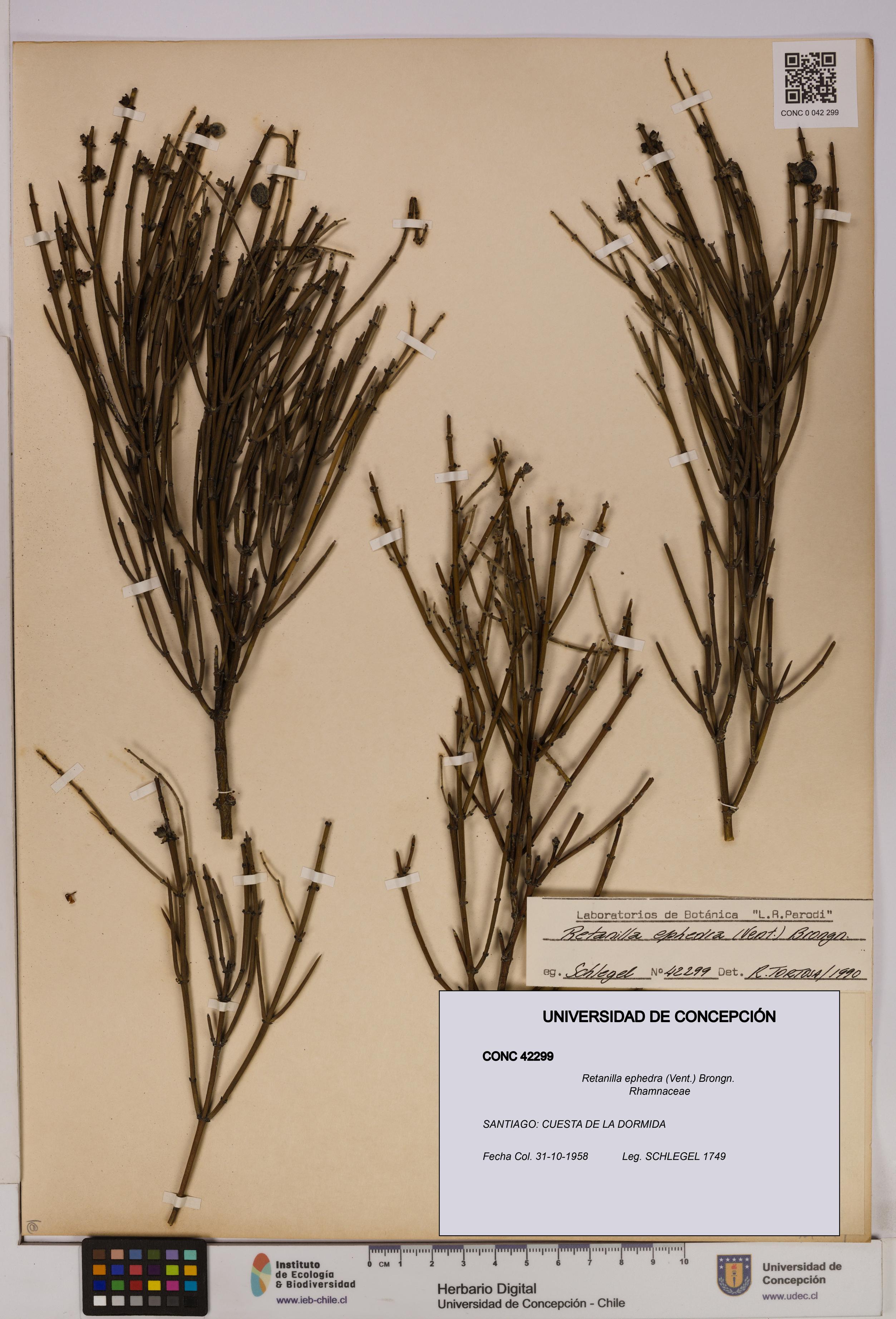 Retanilla ephedra [Espécimen: UDEC:CONC:0042299]