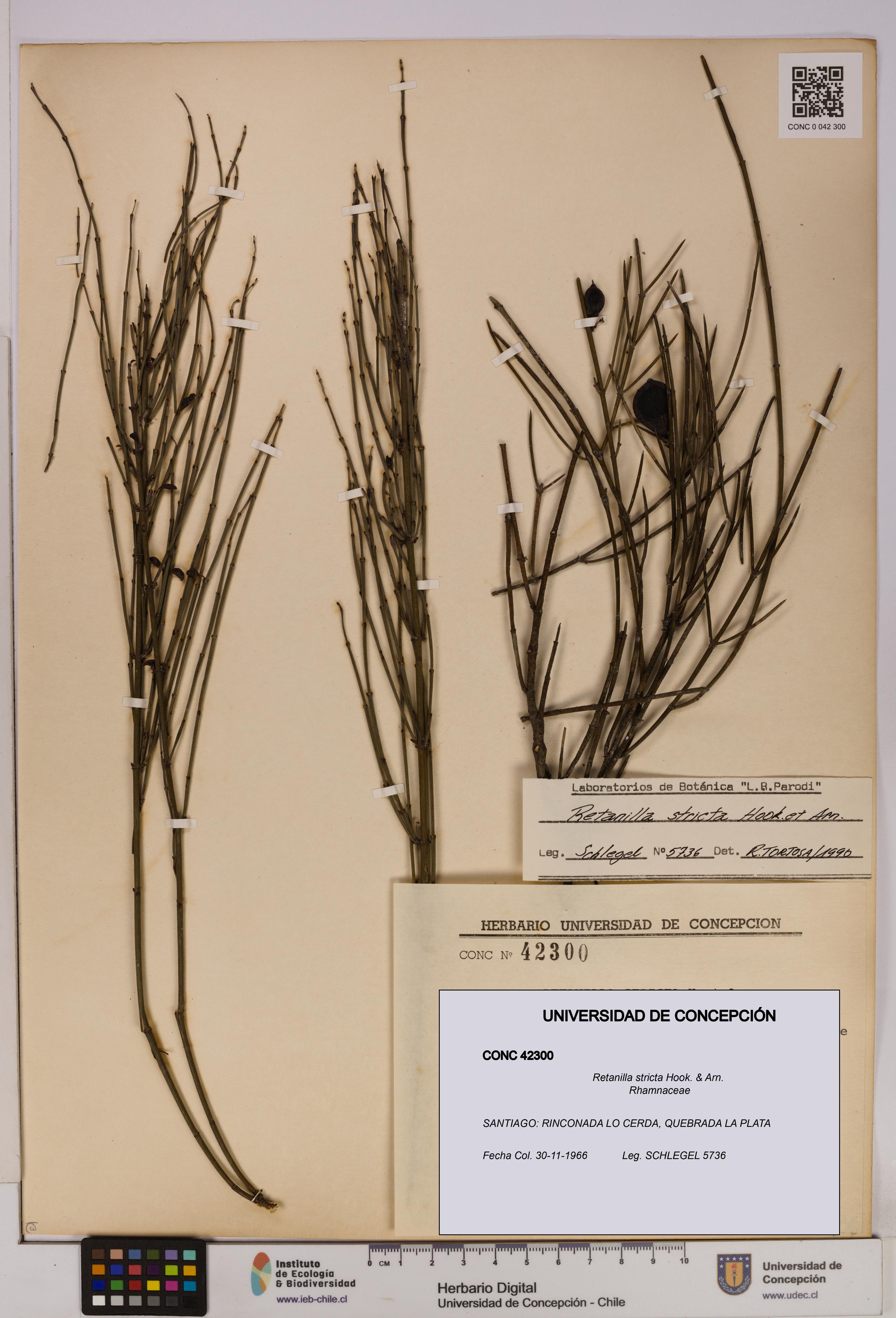 Retanilla stricta [Espécimen: UDEC:CONC:0042300]