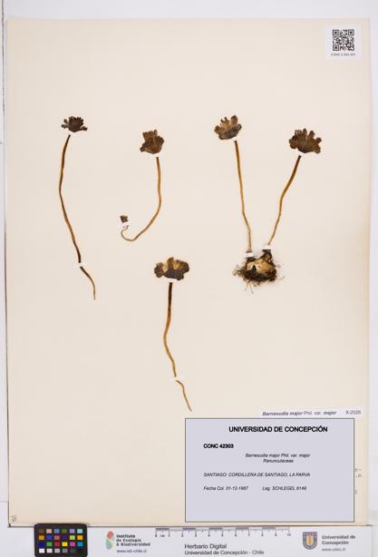 Barneoudia major var. major [Espécimen: ]