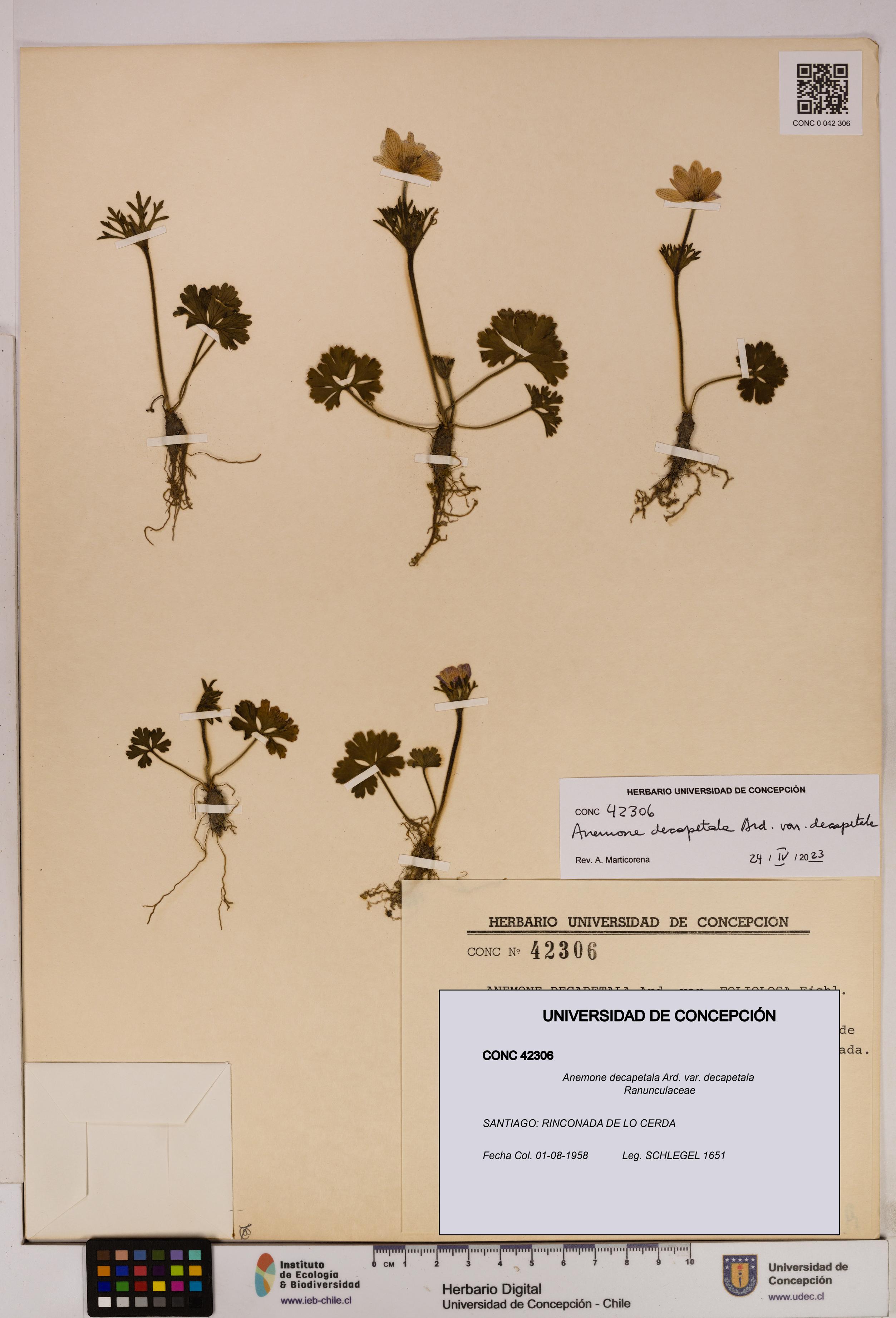 Anemone decapetala [Espécimen: UDEC:CONC:0042306]