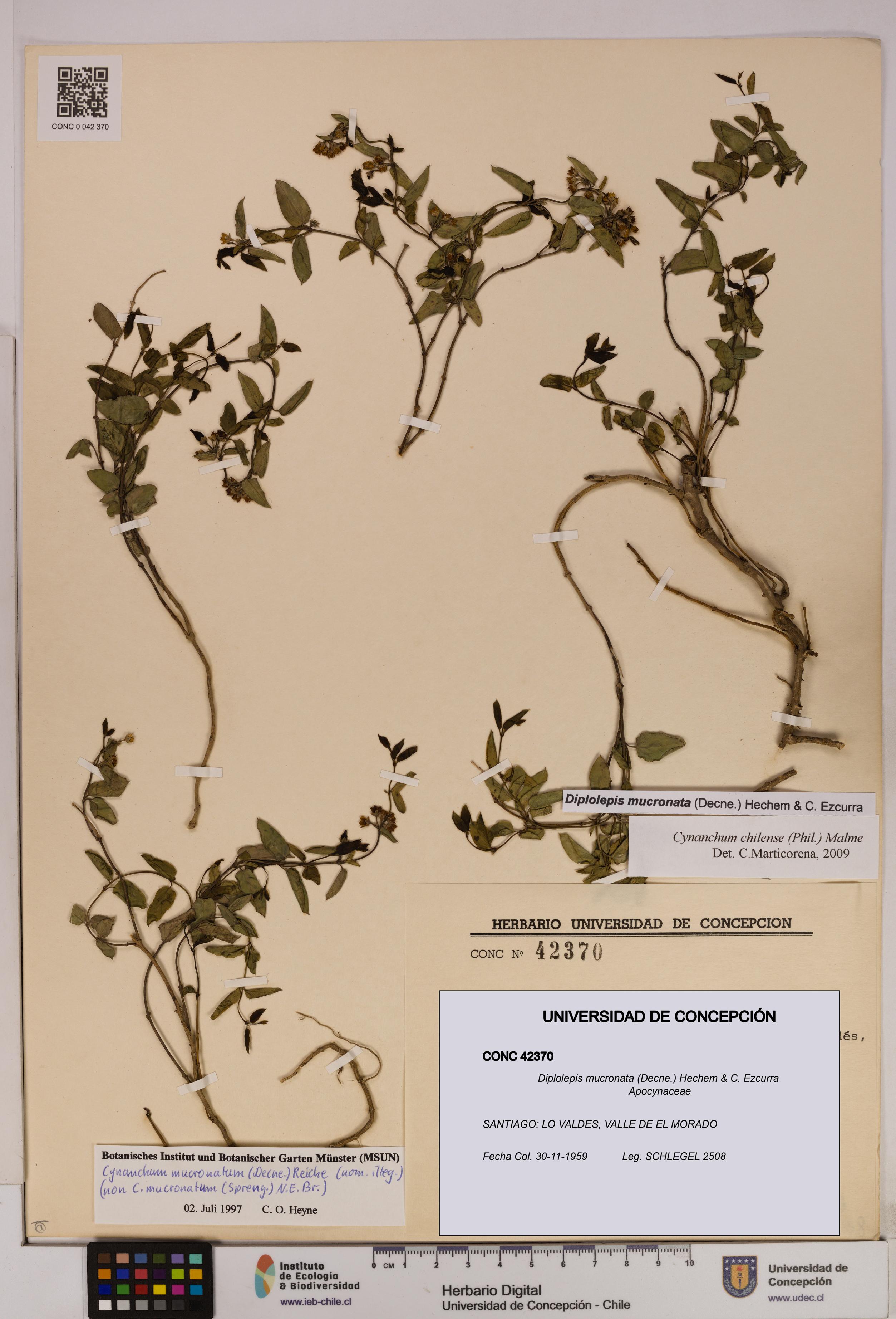 Diplolepis mucronata [Espécimen: UDEC:CONC:0042370]