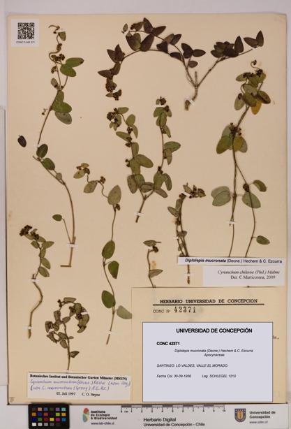 Diplolepis mucronata [Espécimen: UDEC:CONC:0042371]