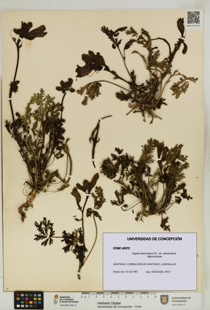 Argylia adscendens [Espécimen: UDEC:CONC:0042372]