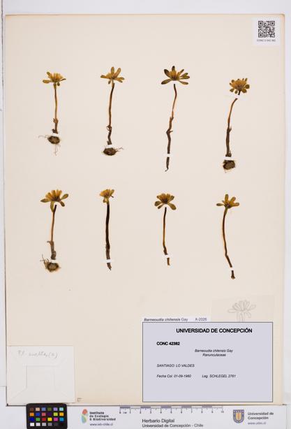 Barneoudia chilensis [Espécimen: ]