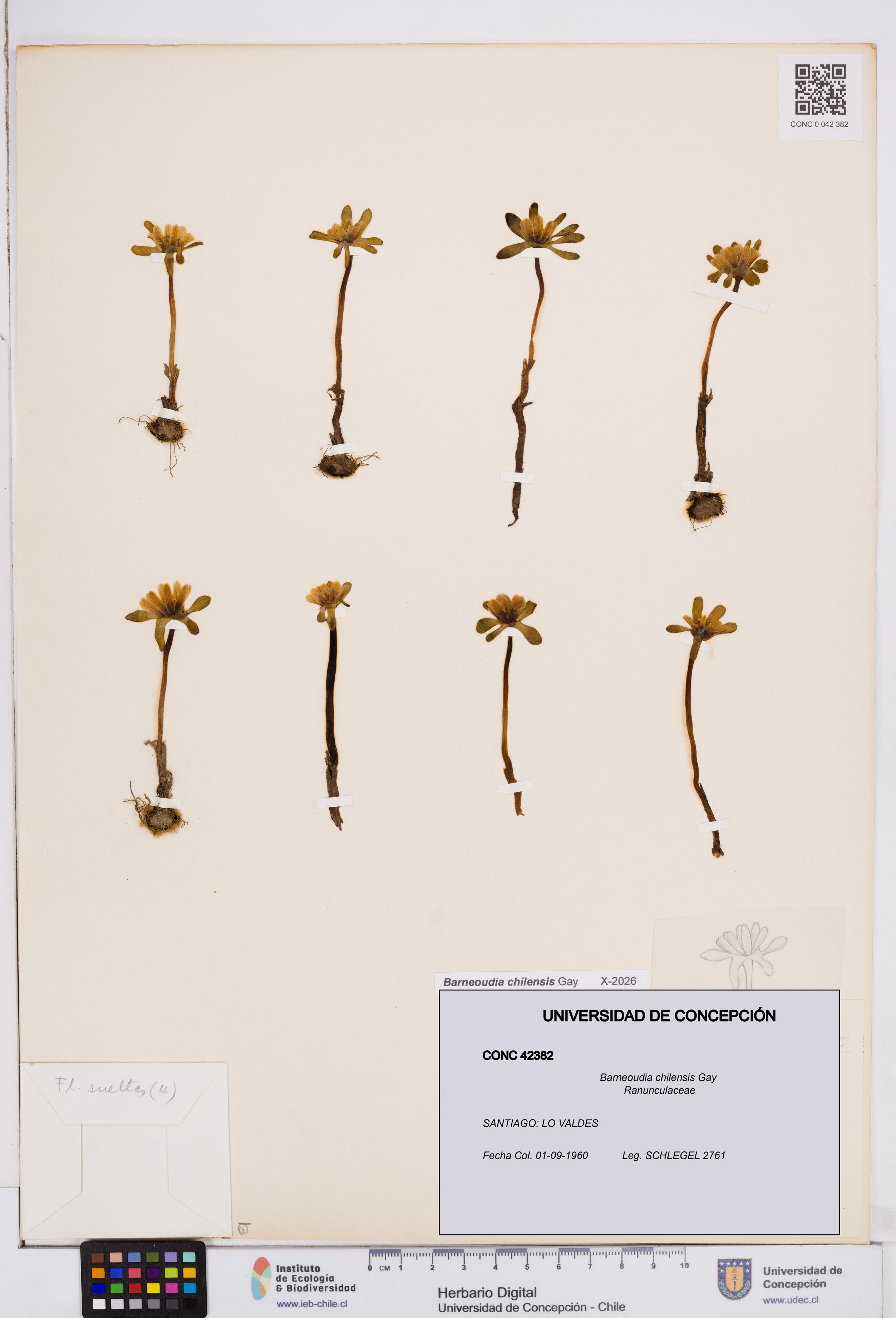 Barneoudia chilensis [Espécimen: ]