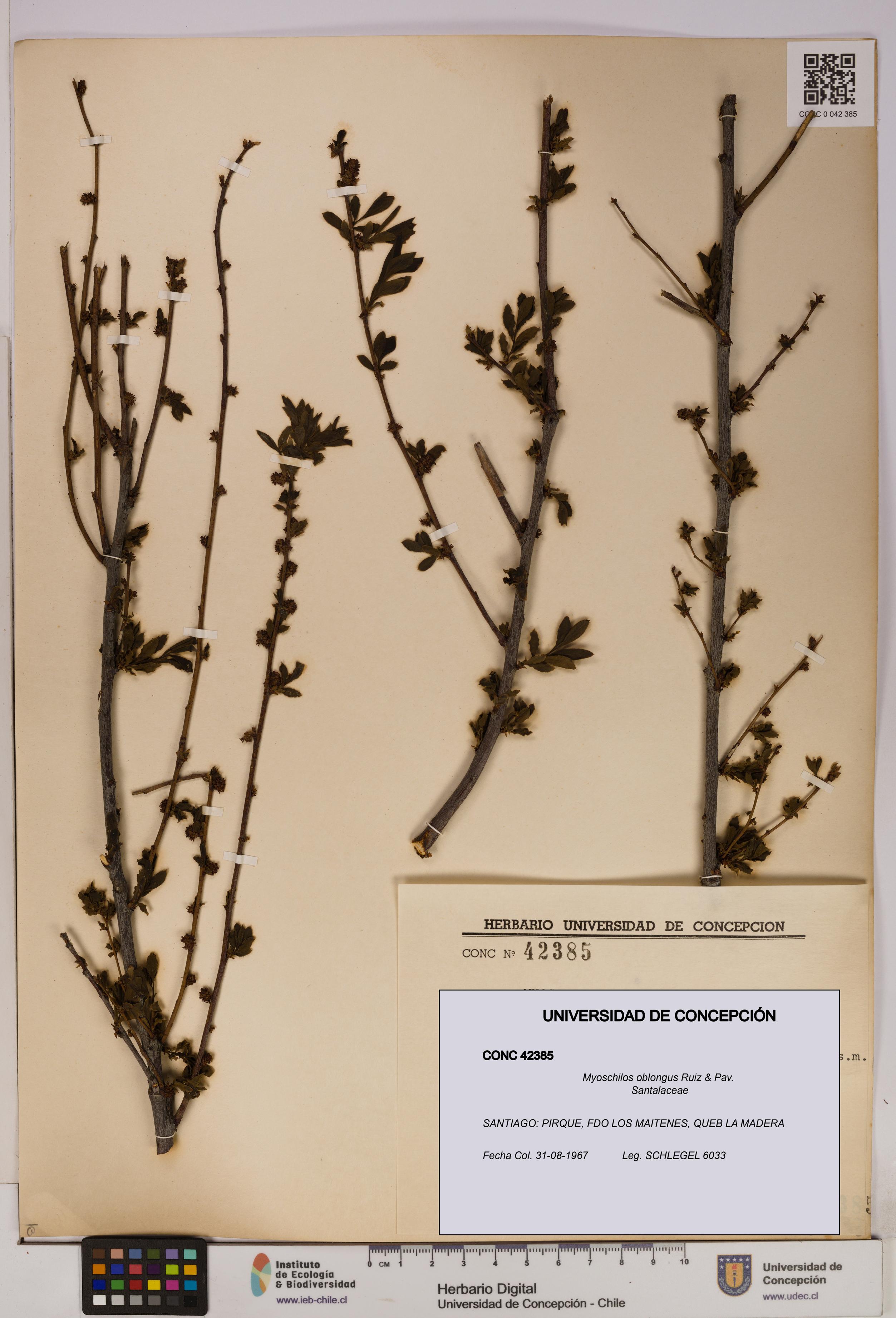 Myoschilos oblongus [Espécimen: UDEC:CONC:0042385]