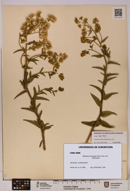 Baccharis racemosa [Espécimen: UDEC:CONC:0042393]