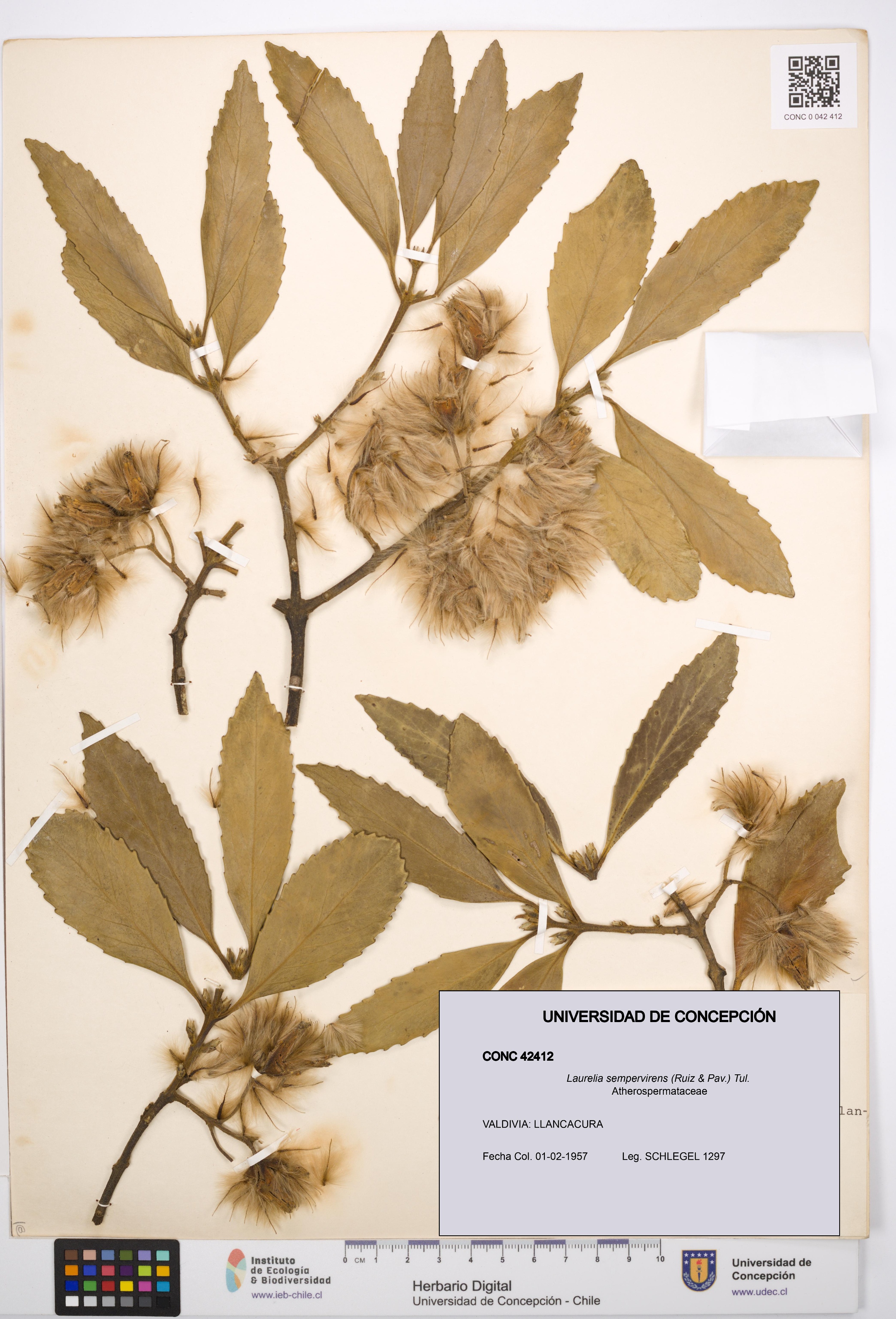 Laurelia sempervirens [Espécimen: UDEC:CONC:0042412]