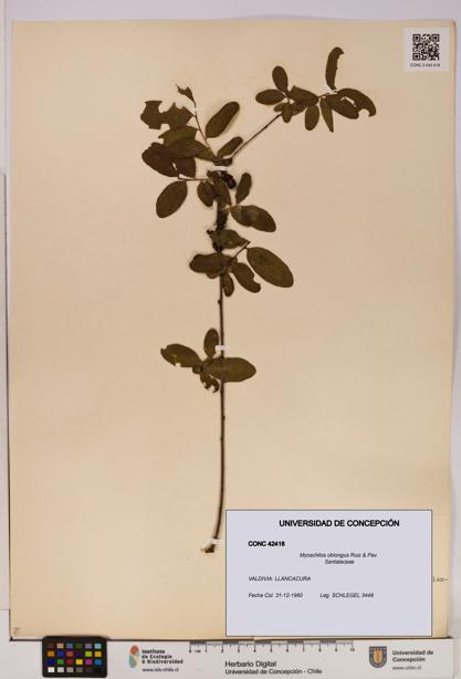 Myoschilos oblongus [Espécimen: UDEC:CONC:0042416]