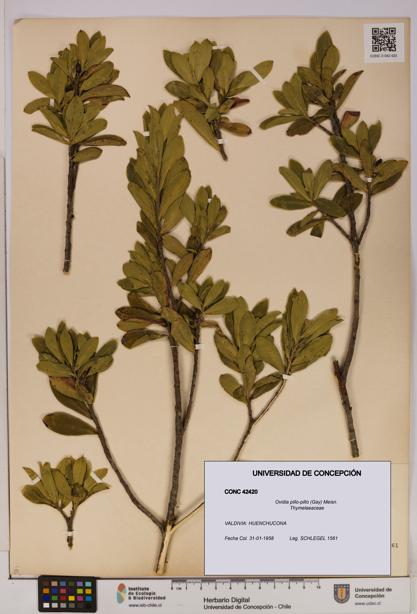Ovidia pillo-pillo [Espécimen: UDEC:CONC:0042420]