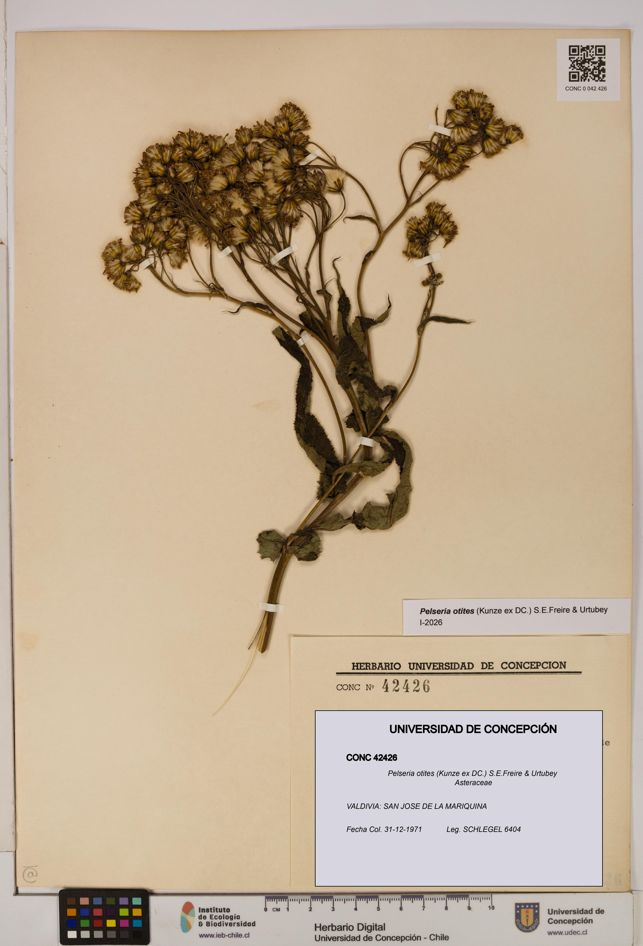 Pelseria otites [Espécimen: ]