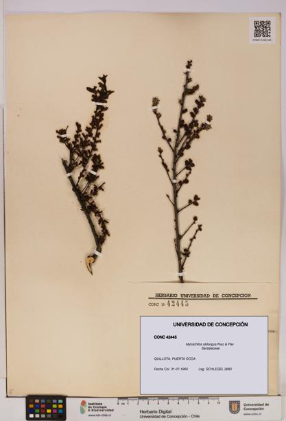 Myoschilos oblongus [Espécimen: UDEC:CONC:0042445]