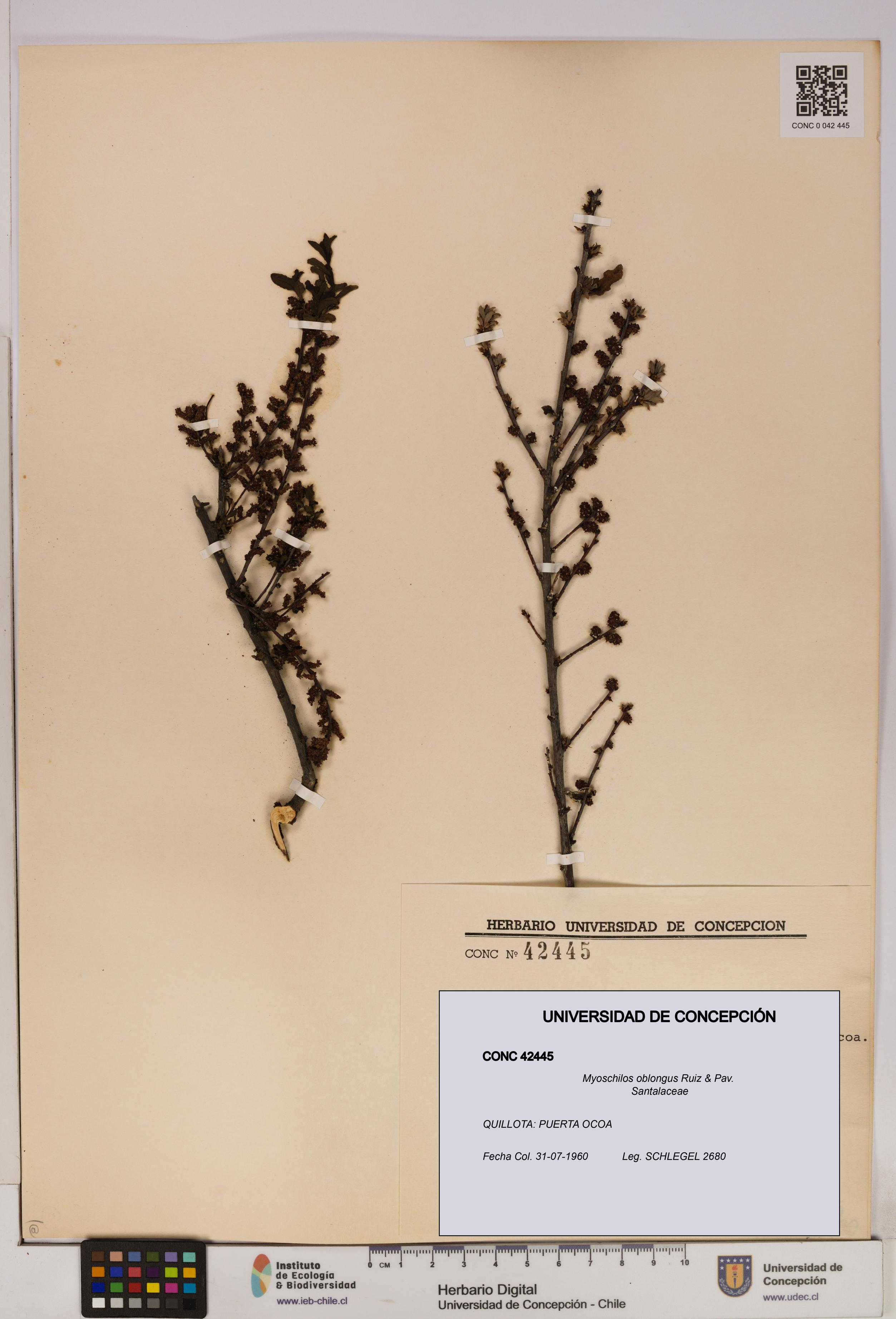 Myoschilos oblongus [Espécimen: UDEC:CONC:0042445]