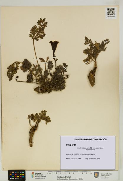 Argylia adscendens [Espécimen: UDEC:CONC:0042451]