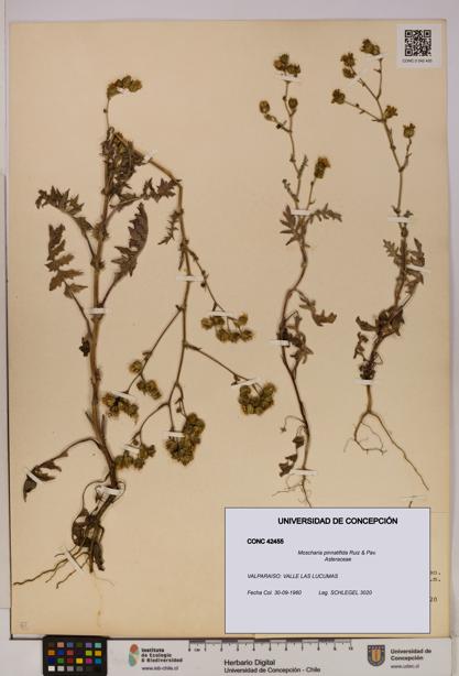 Moscharia pinnatifida [Espécimen: UDEC:CONC:0042455]
