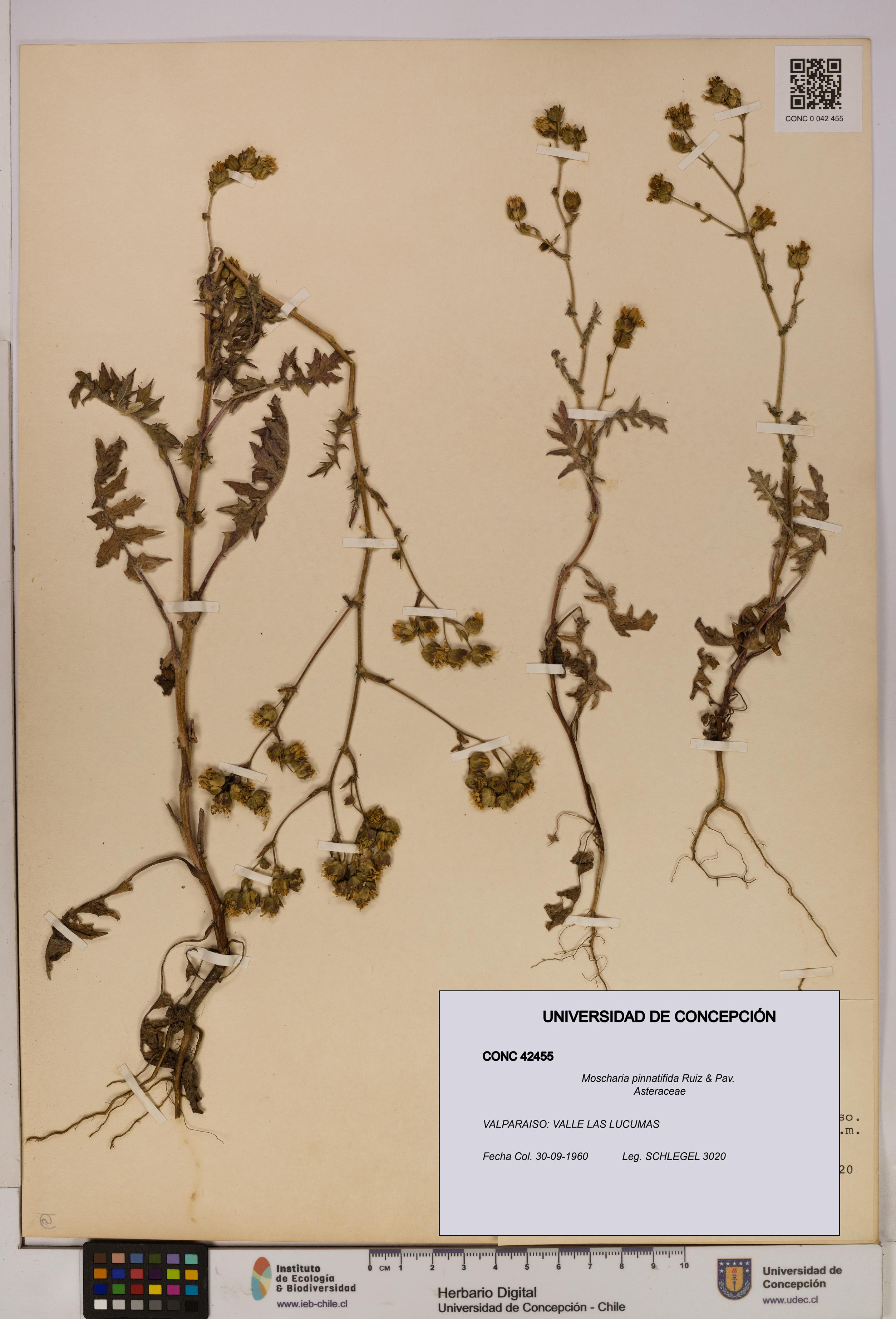 Moscharia pinnatifida [Espécimen: UDEC:CONC:0042455]