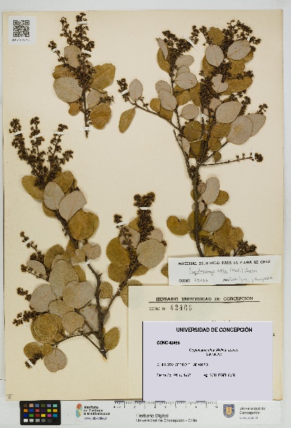Cryptocarya alba [Espécimen: UDEC:CONC:0042466]