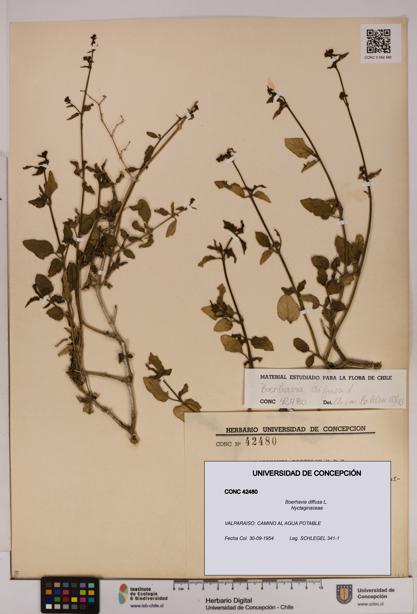 Boerhavia diffusa [Espécimen: UDEC:CONC:0042480]