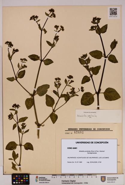 Mirabilis prostrata [Espécimen: UDEC:CONC:0042481]