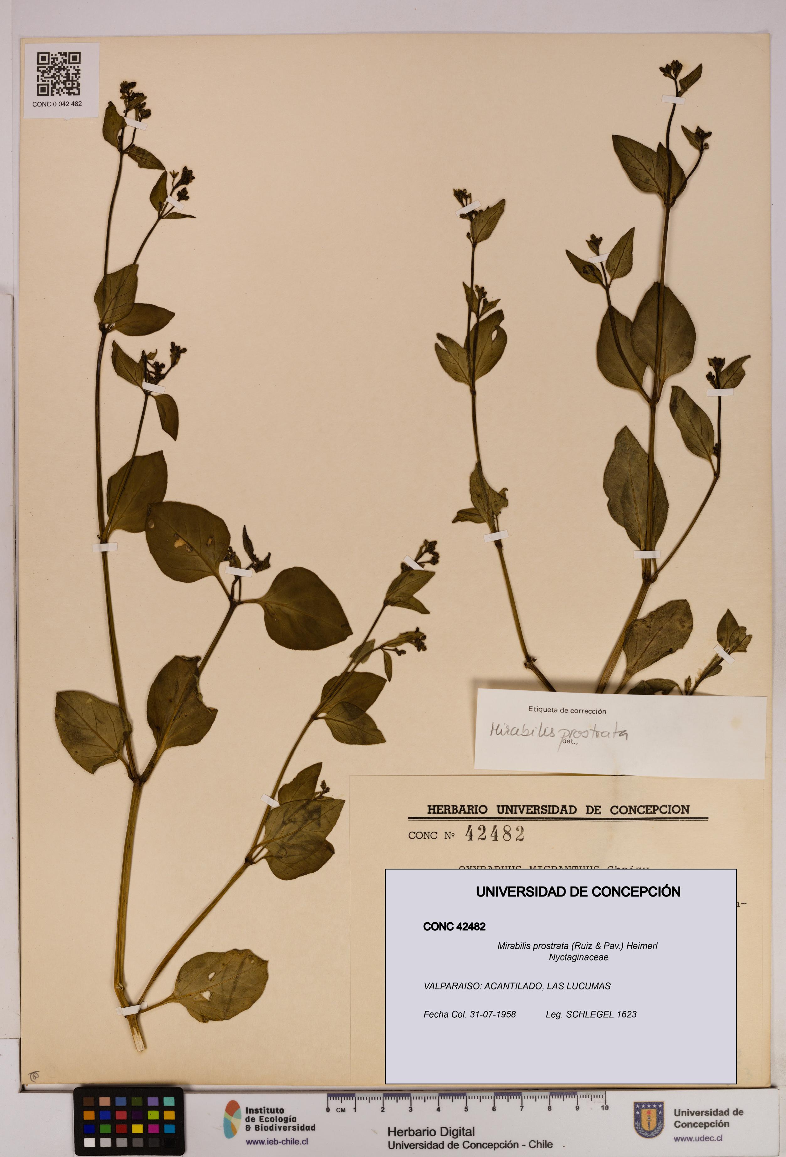 Mirabilis prostrata [Espécimen: UDEC:CONC:0042482]