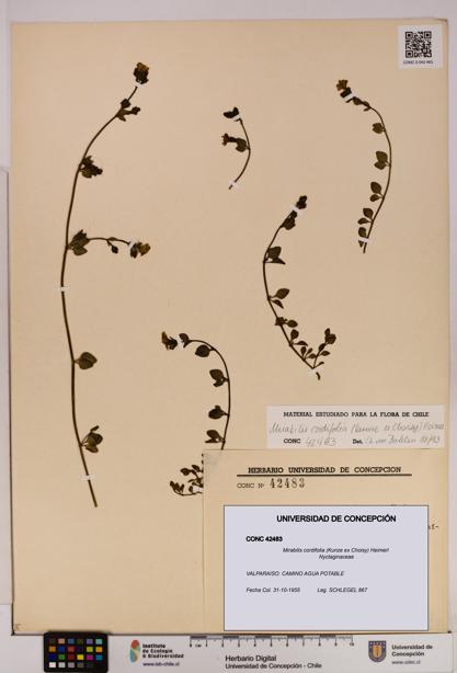Mirabilis cordifolia [Espécimen: UDEC:CONC:0042483]