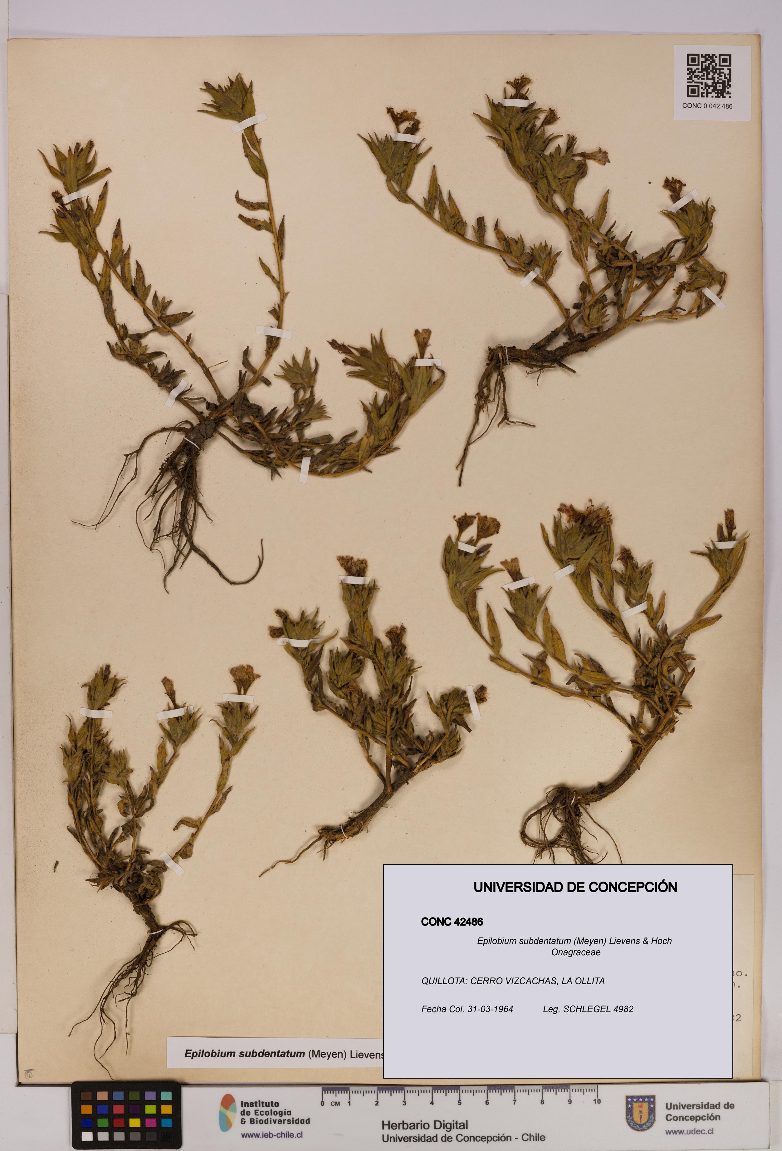 Epilobium subdentatum [Espécimen: UDEC:CONC:0042486]
