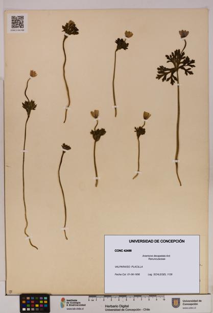 Anemone decapetala [Espécimen: UDEC:CONC:0042488]