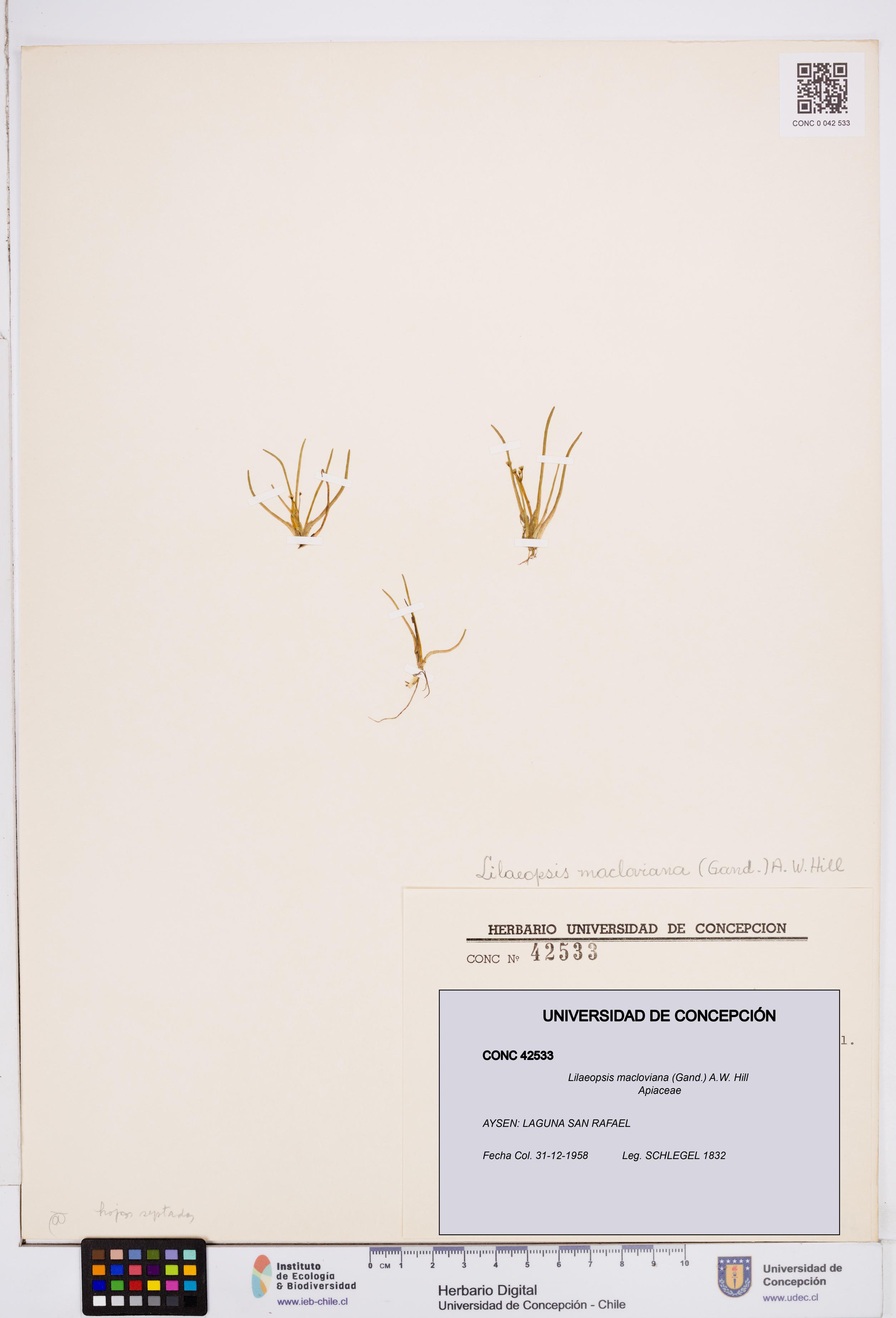 Lilaeopsis macloviana [Espécimen: ]