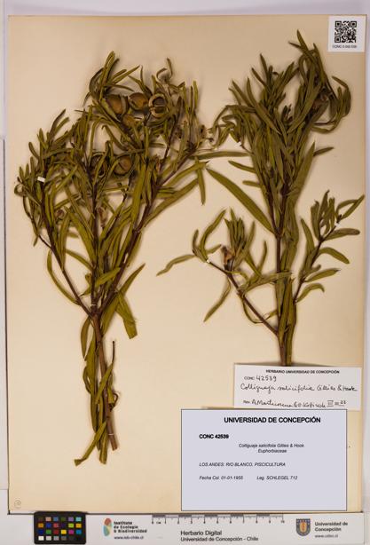 Colliguaja salicifolia [Espécimen: UDEC:CONC:0042539]