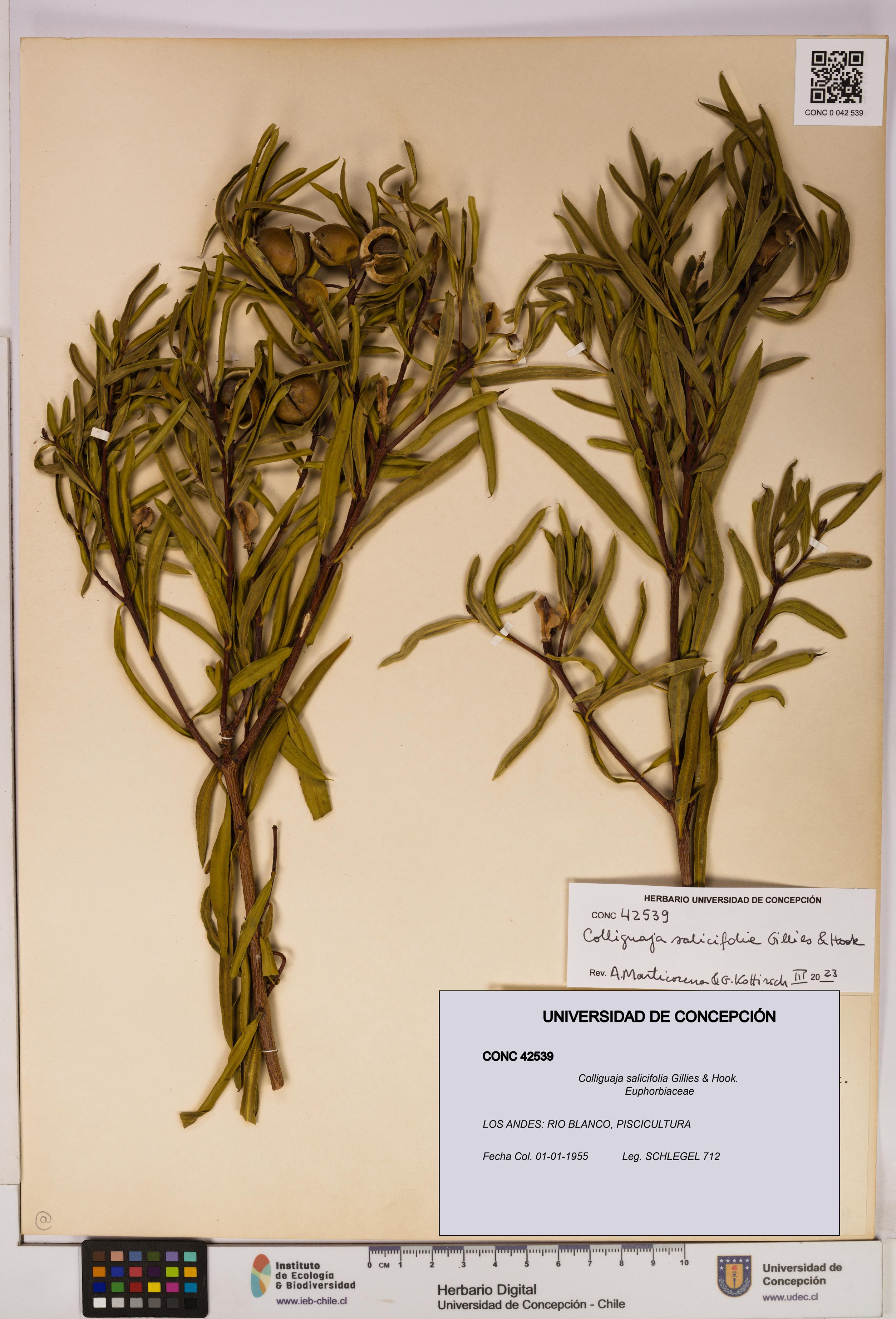 Colliguaja salicifolia [Espécimen: UDEC:CONC:0042539]