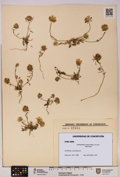 Chaetanthera incana [Espécimen: UDEC:CONC:0042554]