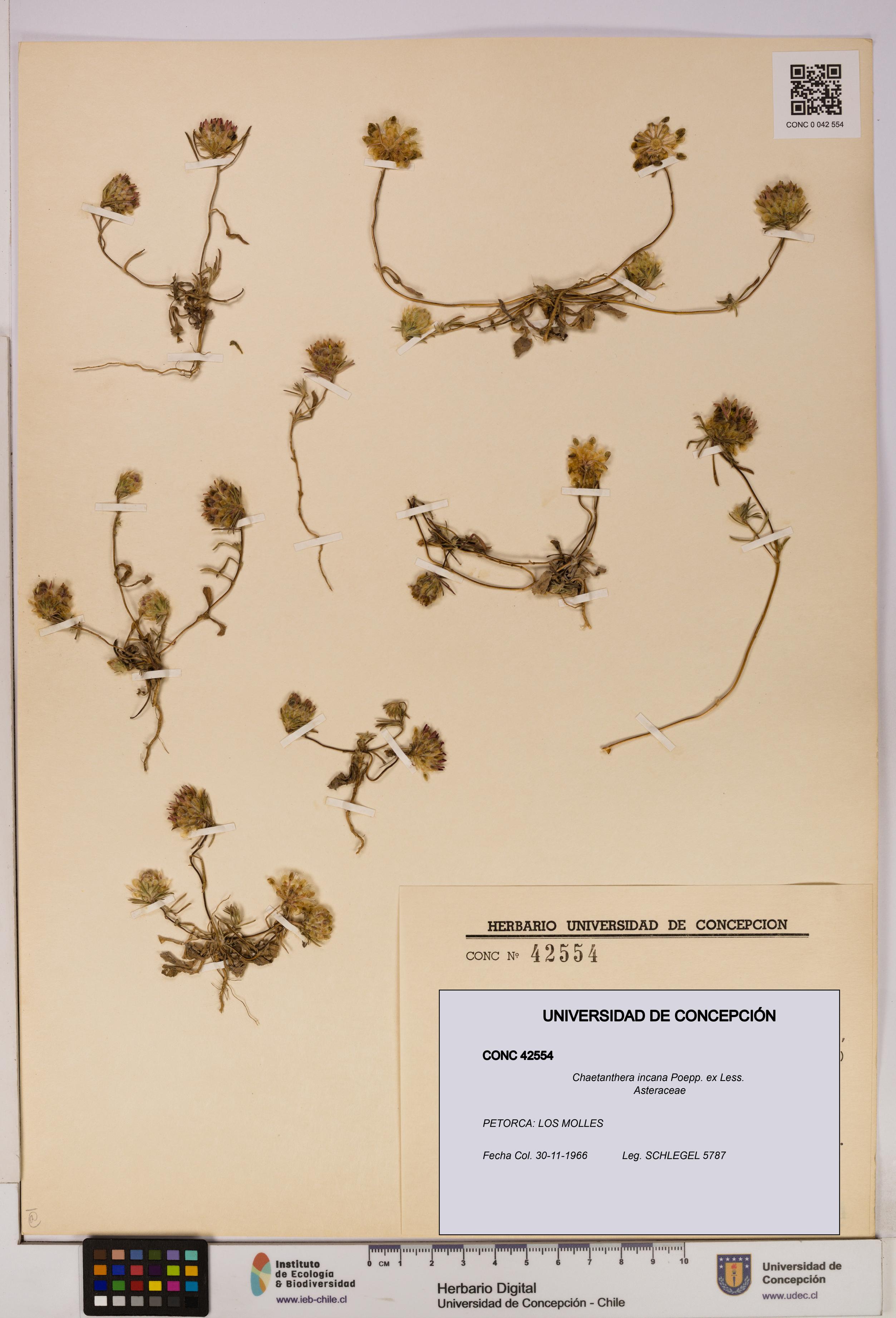 Chaetanthera incana [Espécimen: UDEC:CONC:0042554]