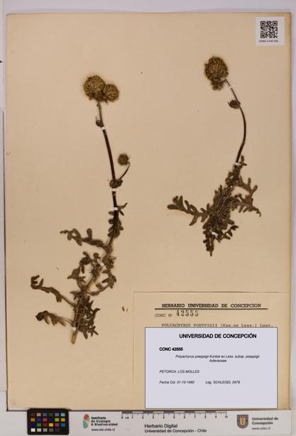 Polyachyrus poeppigii [Espécimen: UDEC:CONC:0042555]