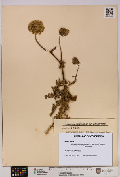 Polyachyrus poeppigii [Espécimen: UDEC:CONC:0042556]