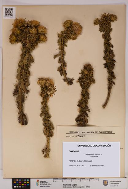 Haplopappus foliosus [Espécimen: UDEC:CONC:0042557]