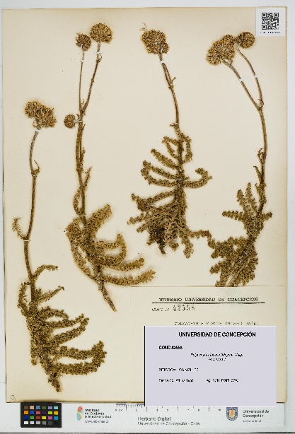 Polyachyrus fuscus [Espécimen: UDEC:CONC:0042558]