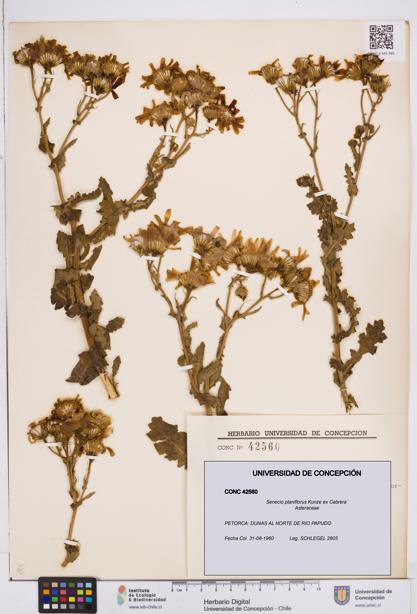 Senecio planiflorus [Espécimen: ]