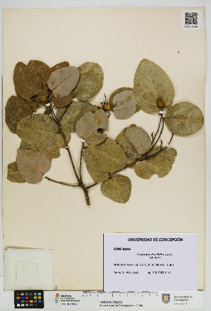 Cryptocarya alba [Espécimen: UDEC:CONC:0042564]
