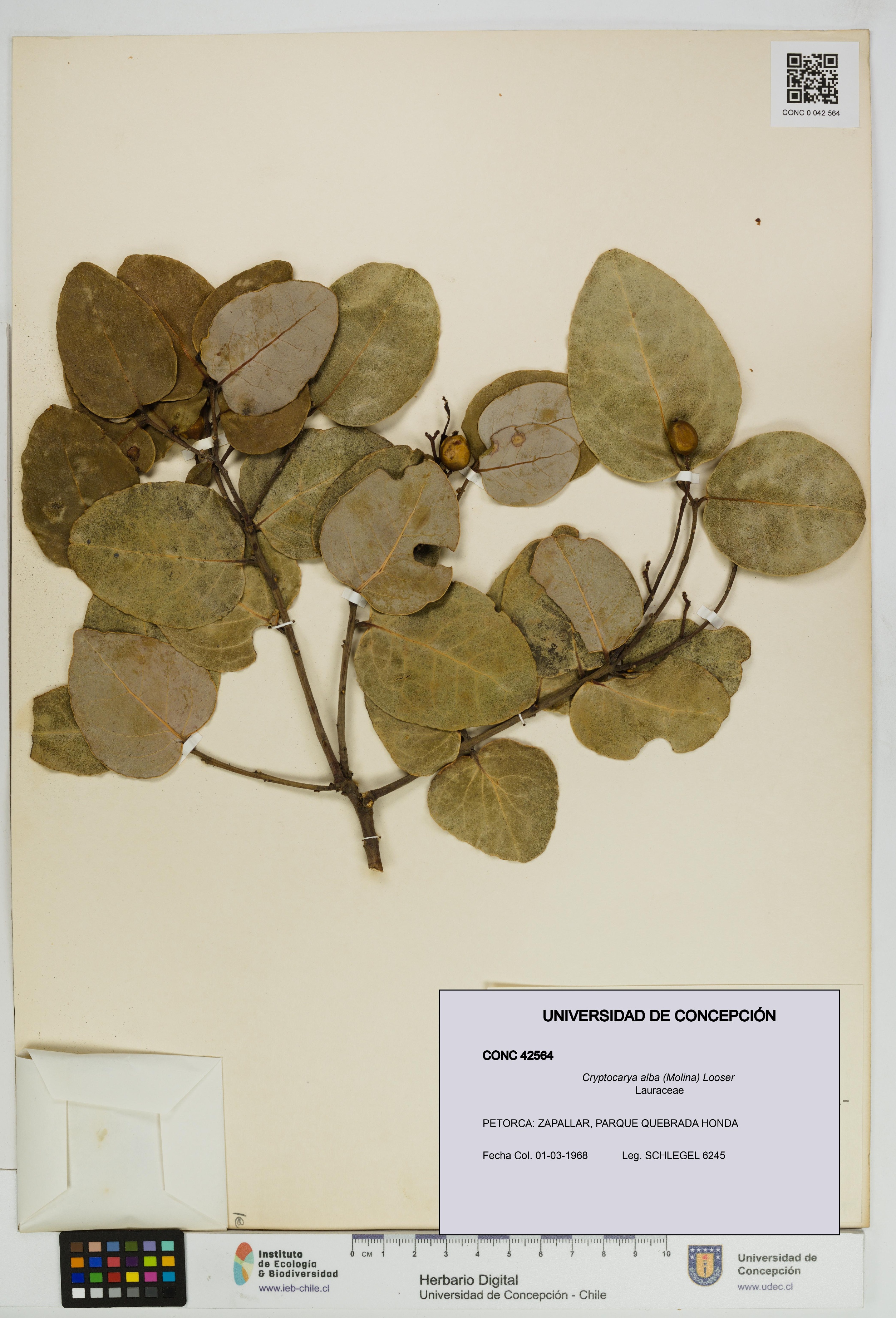 Cryptocarya alba [Espécimen: UDEC:CONC:0042564]