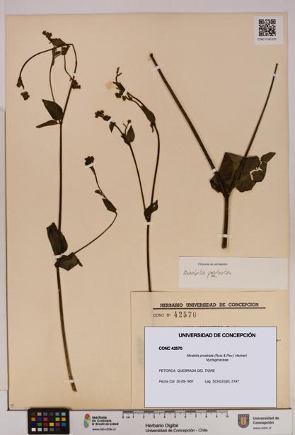 Mirabilis prostrata [Espécimen: UDEC:CONC:0042570]