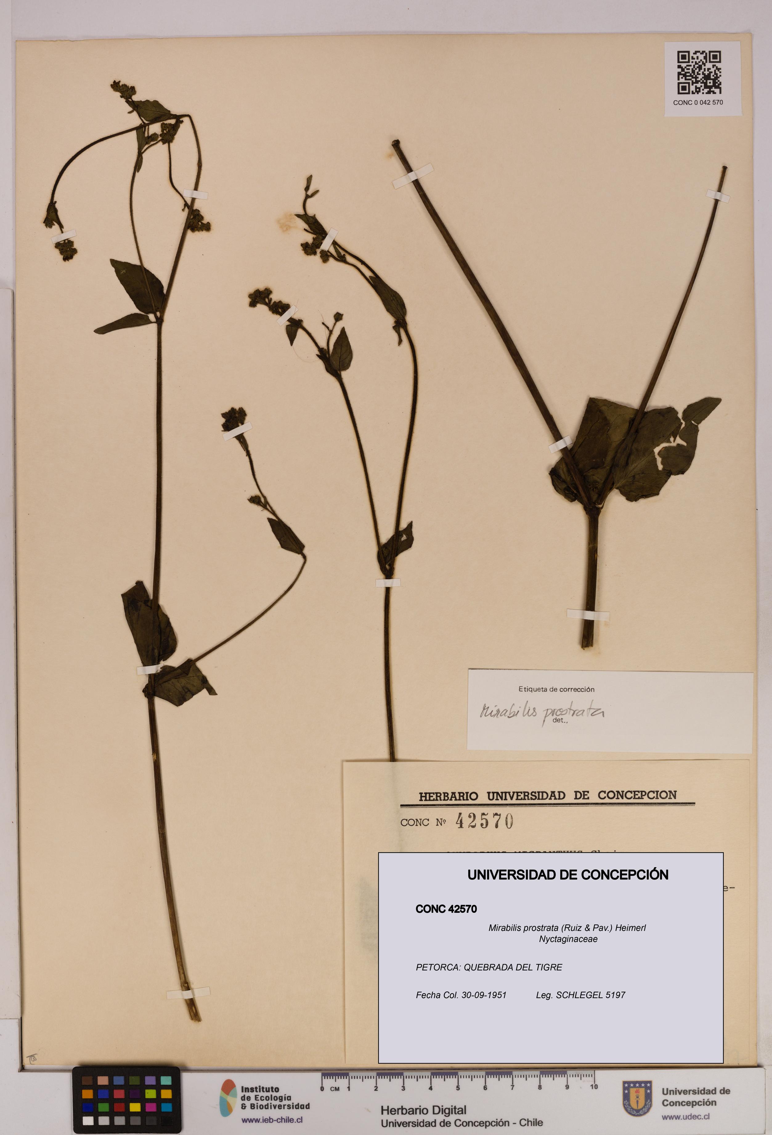 Mirabilis prostrata [Espécimen: UDEC:CONC:0042570]