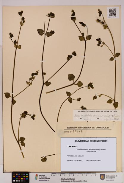 Mirabilis cordifolia [Espécimen: UDEC:CONC:0042571]