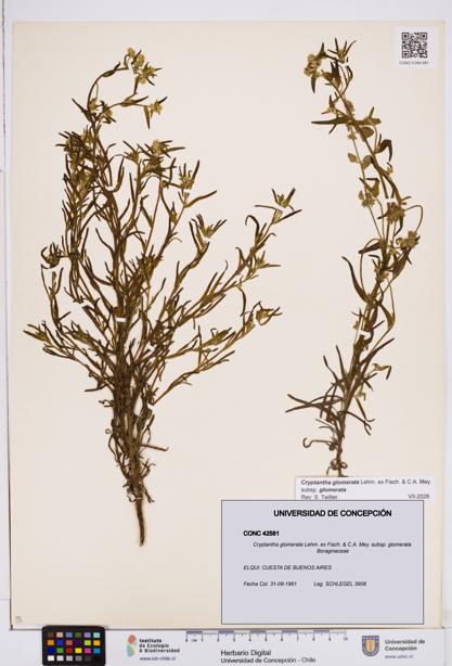 Cryptantha glomerata subsp. glomerata [Espécimen: ]