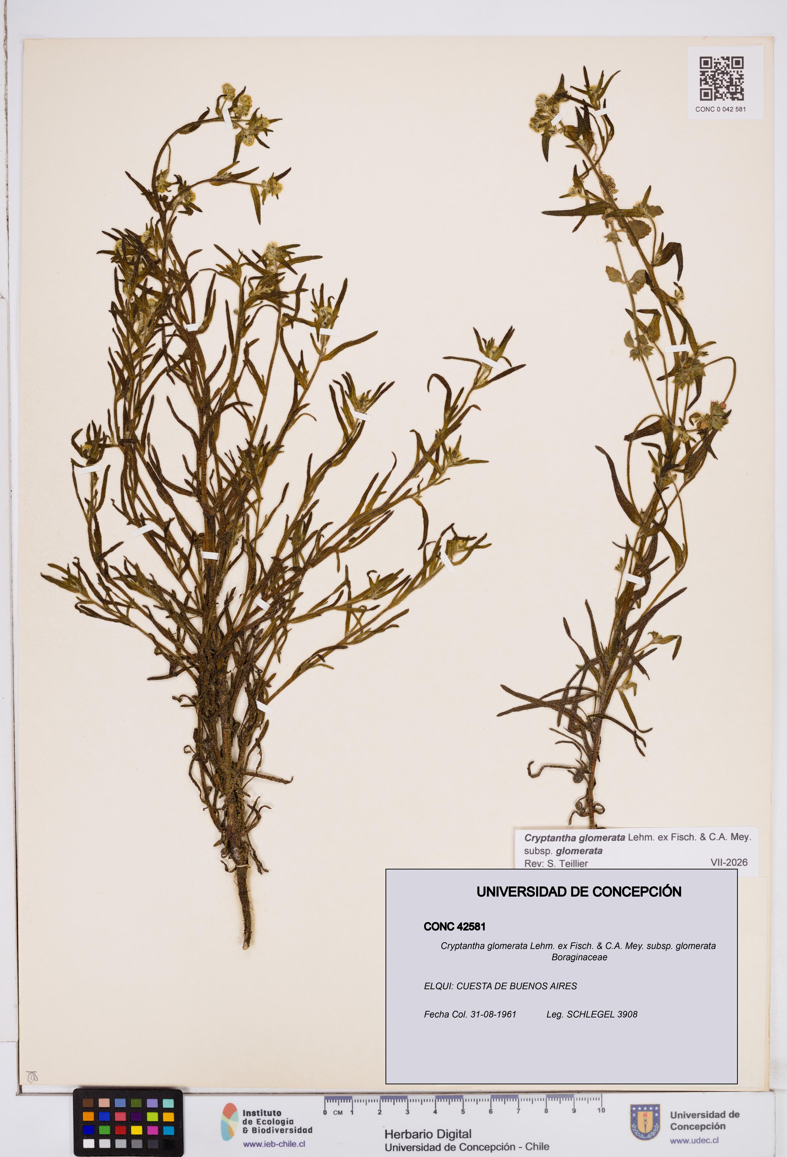 Cryptantha glomerata subsp. glomerata [Espécimen: ]