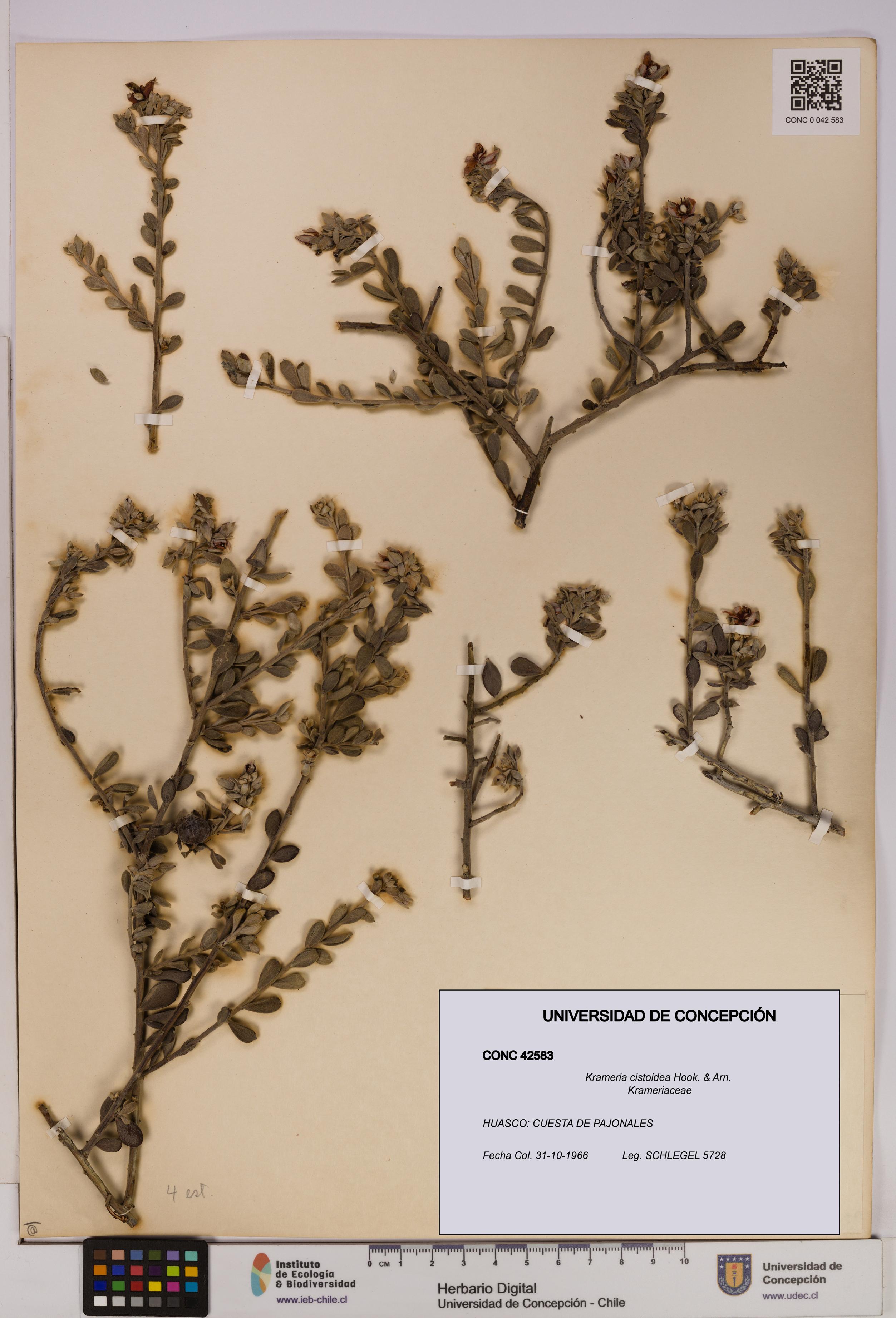 Krameria cistoidea [Espécimen: UDEC:CONC:0042583]