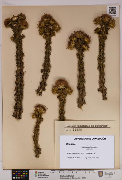 Haplopappus foliosus [Espécimen: UDEC:CONC:0042586]