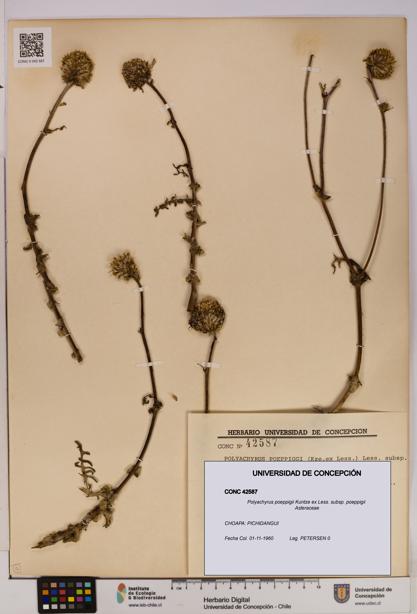 Polyachyrus poeppigii [Espécimen: UDEC:CONC:0042587]