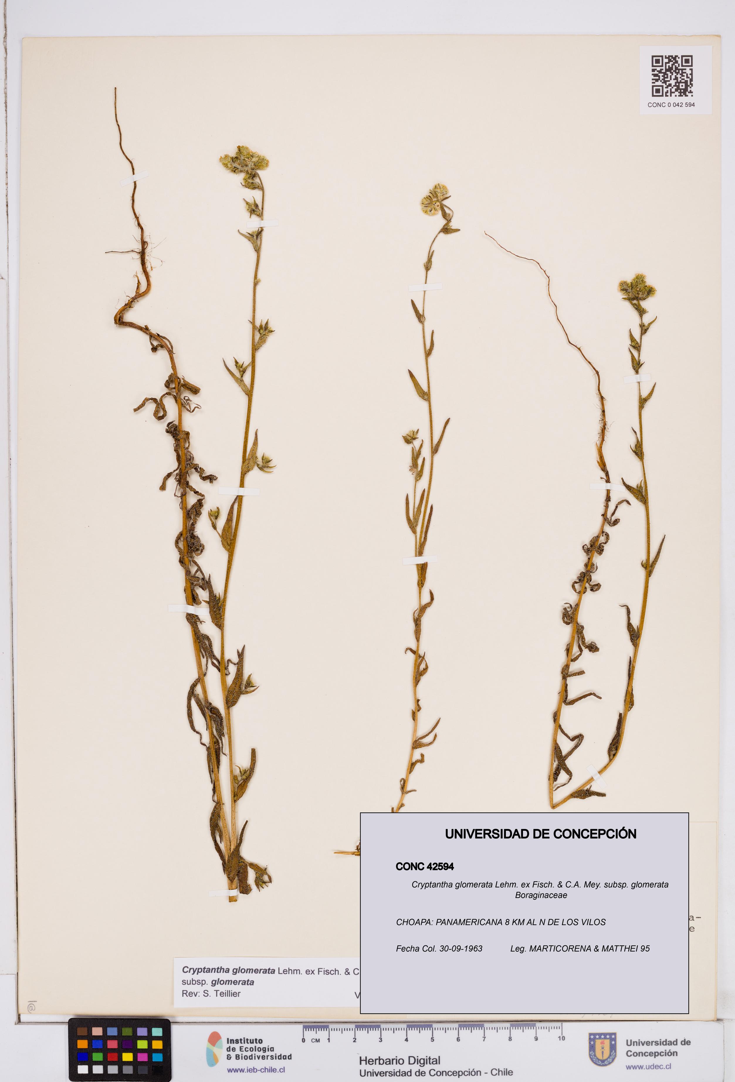 Cryptantha glomerata subsp. glomerata [Espécimen: ]